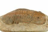Large, Inflated Asaphid Trilobite - Taouz, Morocco #271303-2